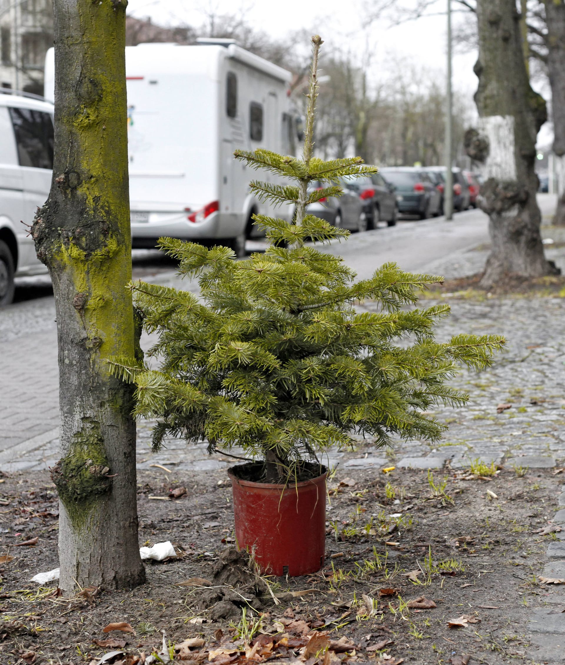 Weihnachtsbaum: An diese Stelle sollte er nicht verpflanzt werden. Sonst droht ein Bußgeld.