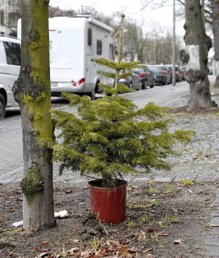 Weihnachtsbaum: An diese Stelle sollte er nicht verpflanzt werden. Sonst droht ein Bußgeld.