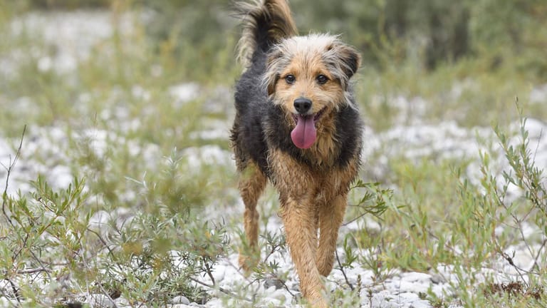 Mischlingshund: Rund 91.000 der neu angemeldeten Hunde in Deutschland sind Mischlinge.