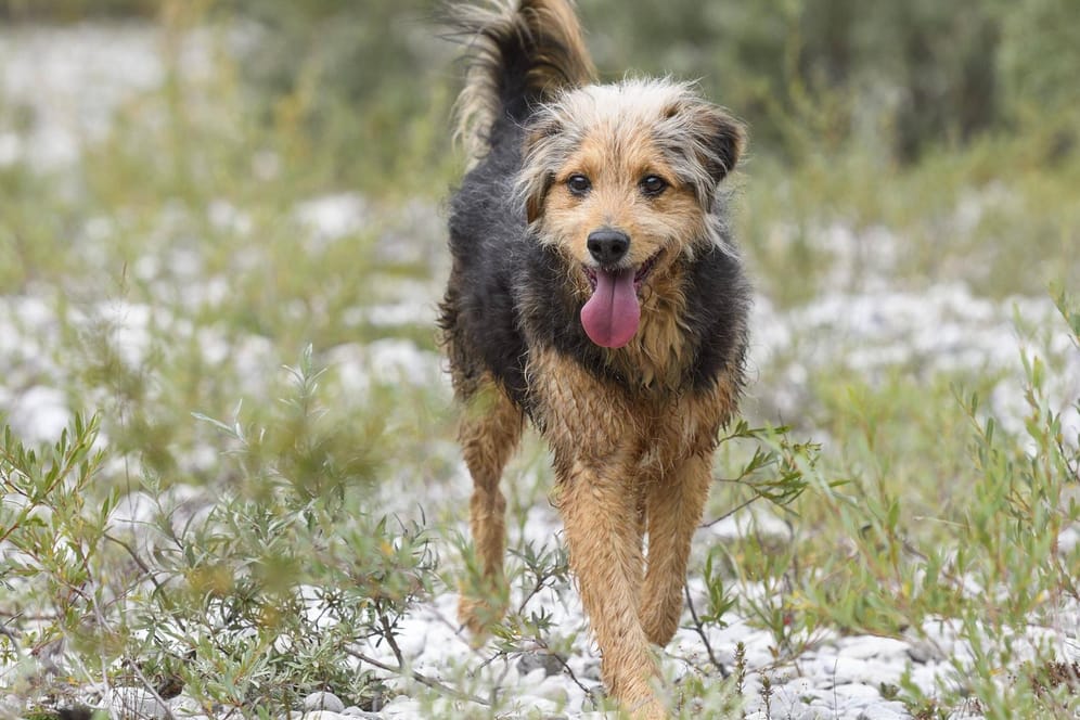 Mischlingshund: Rund 91.000 der neu angemeldeten Hunde in Deutschland sind Mischlinge.