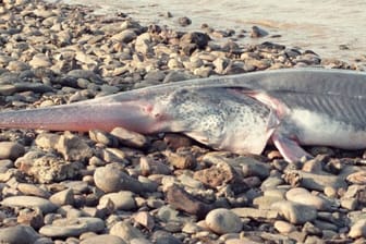 Eines der letzten Exemplare eines Schwertstörs (Psephurus gladius) aus dem chinesischen Jangtse liegt auf einer Uferböschung.