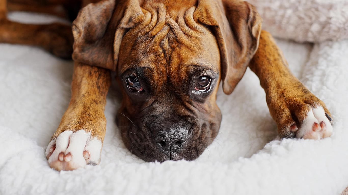 Stress vor der Reise: Flugreisen sind für Hunde stressig. (Symbolbild)