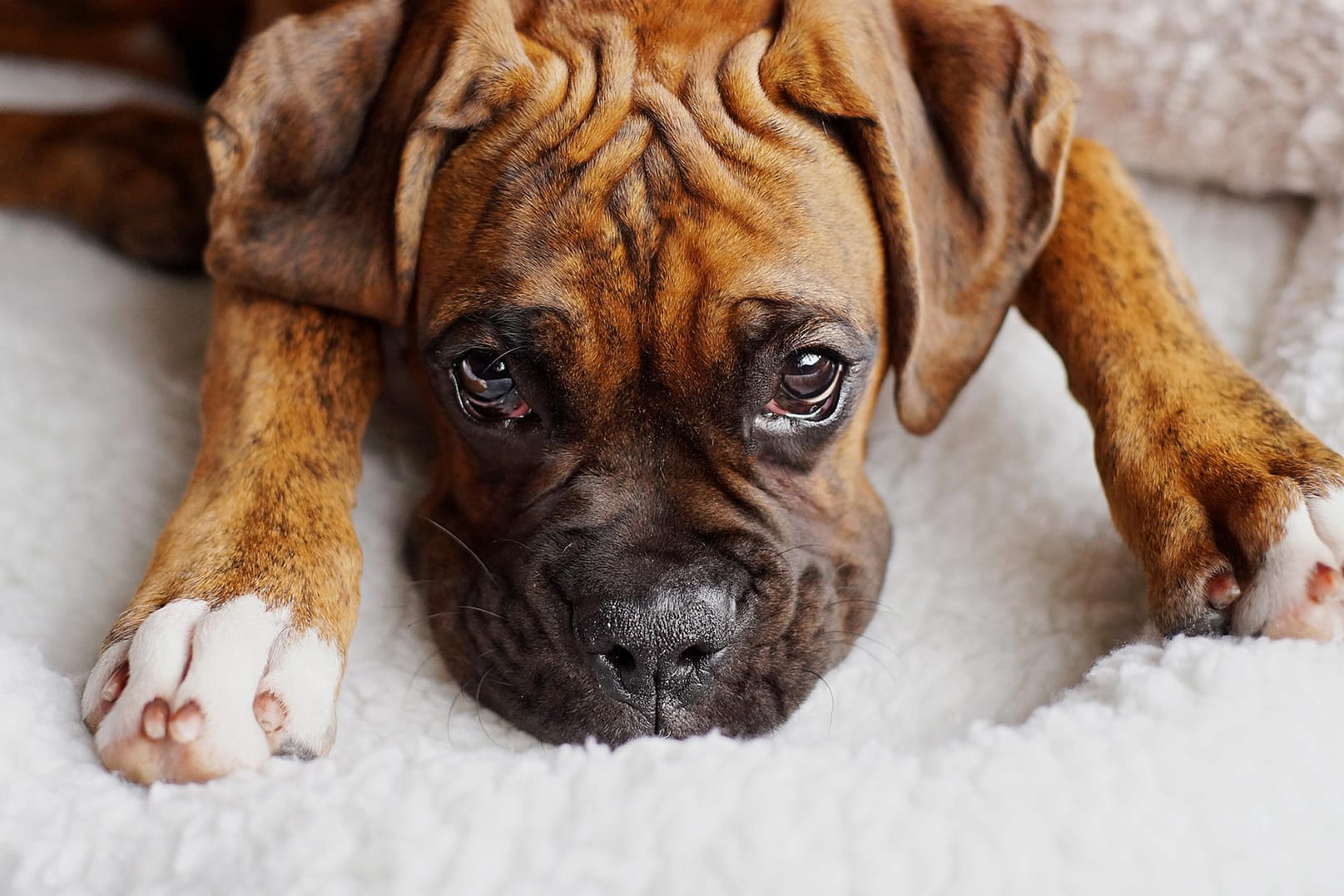 Stress vor der Reise: Flugreisen sind für Hunde stressig. (Symbolbild)