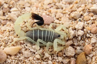 Ein Skorpion der Gattung Hottentotta jayakari: Ein ähnliches Exemplar wurde in Köln entdeckt (Symbolbild).