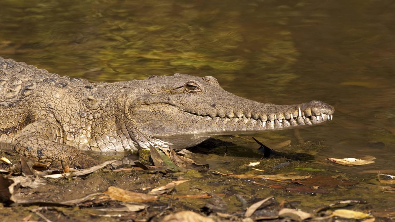 Ein Krokodil in Australien: Einsatzkräfte gingen davon aus, dass ein vermisster Mann von einem Reptil gefressen worden ist. (Symbolbild)