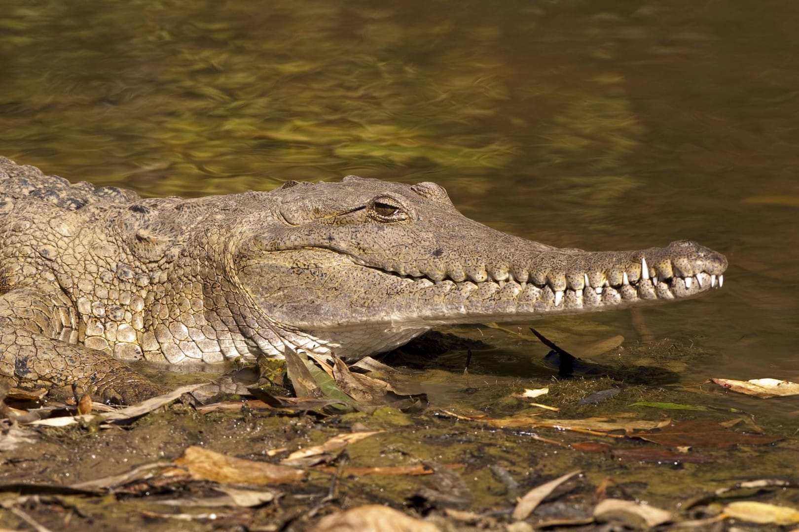 Ein Krokodil in Australien: Einsatzkräfte gingen davon aus, dass ein vermisster Mann von einem Reptil gefressen worden ist. (Symbolbild)