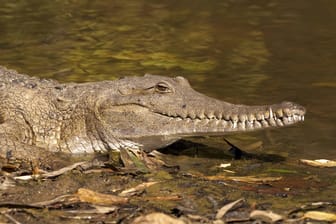 Ein Krokodil in Australien: Einsatzkräfte gingen davon aus, dass ein vermisster Mann von einem Reptil gefressen worden ist. (Symbolbild)