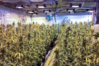 Cannabis-Plantage