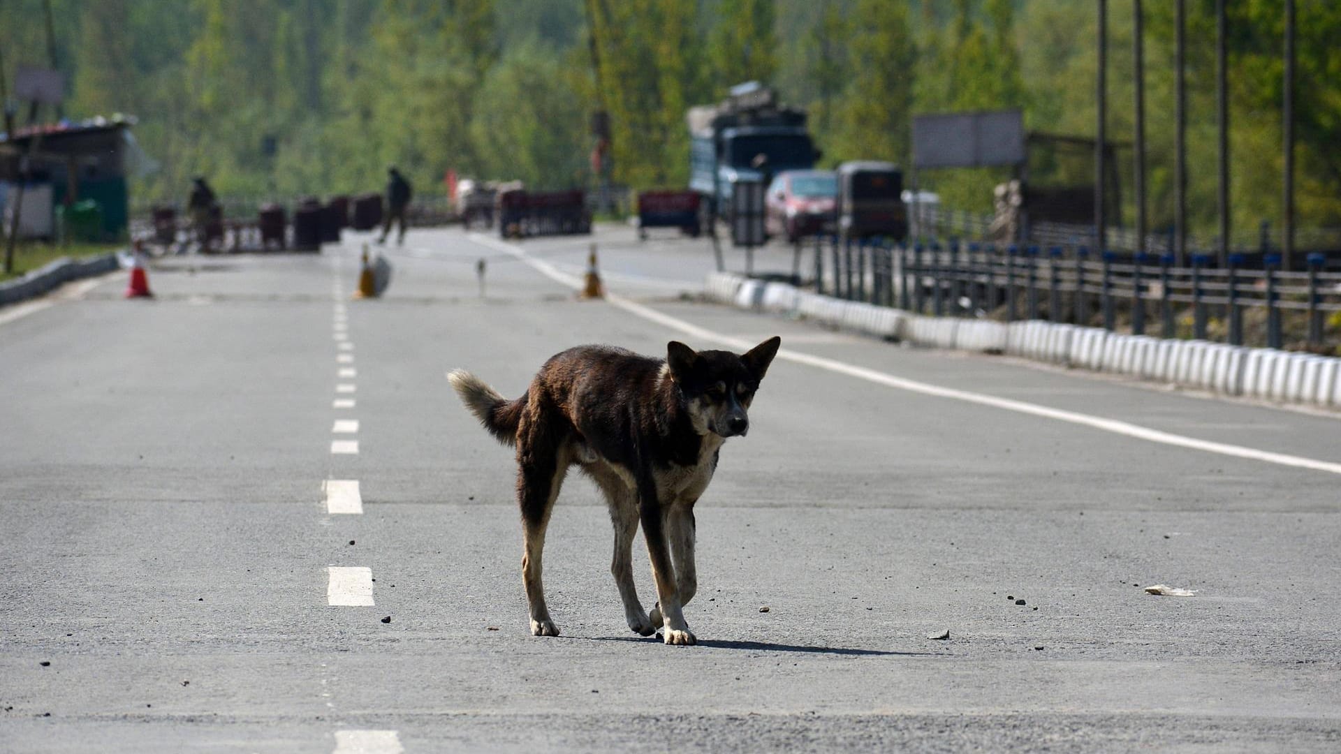 Ein streunender Hund in Inden (Symbolfoto): In einem Krankenhaus wurde ein Baby von Hunden getötet.