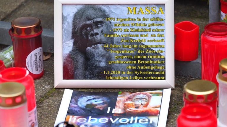 Trauer um den getöteten Gorilla Massa vor dem Eingang des Krefelder Zoos: Bei dem Brand im Affenhaus in der Silvesternacht starben mehr als 30 Primaten.
