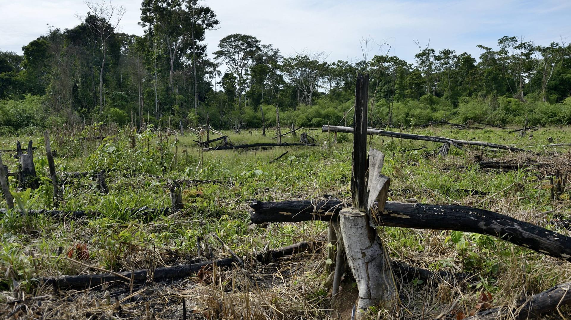 Gerodete Waldflächen am Amazonas: Der brasilianische Präsident arbeitet eng mit der Agrarlobby zusammen. (Archivbild) Gerodete Waldflächen am Amazonas: Der brasilianische Präsident arbeitet eng mit der Agrarlobby zusammen. (Archivbild)