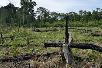 Gerodete Waldflächen am Amazonas: Der brasilianische Präsident arbeitet eng mit der Agrarlobby zusammen. (Archivbild)