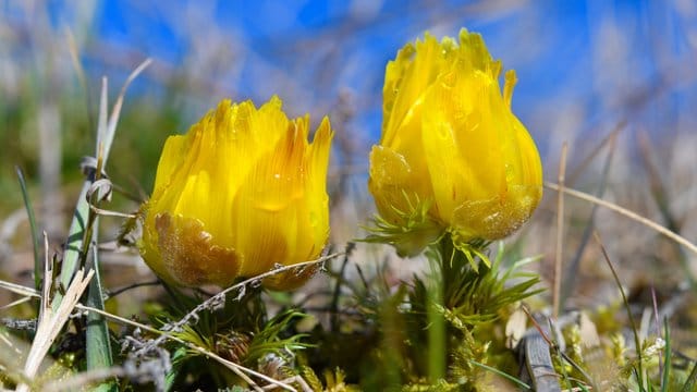 Wegen der aktuell milden Temperaturen beenden viele heimische Pflanzen frühzeitig ihre Winterpause.