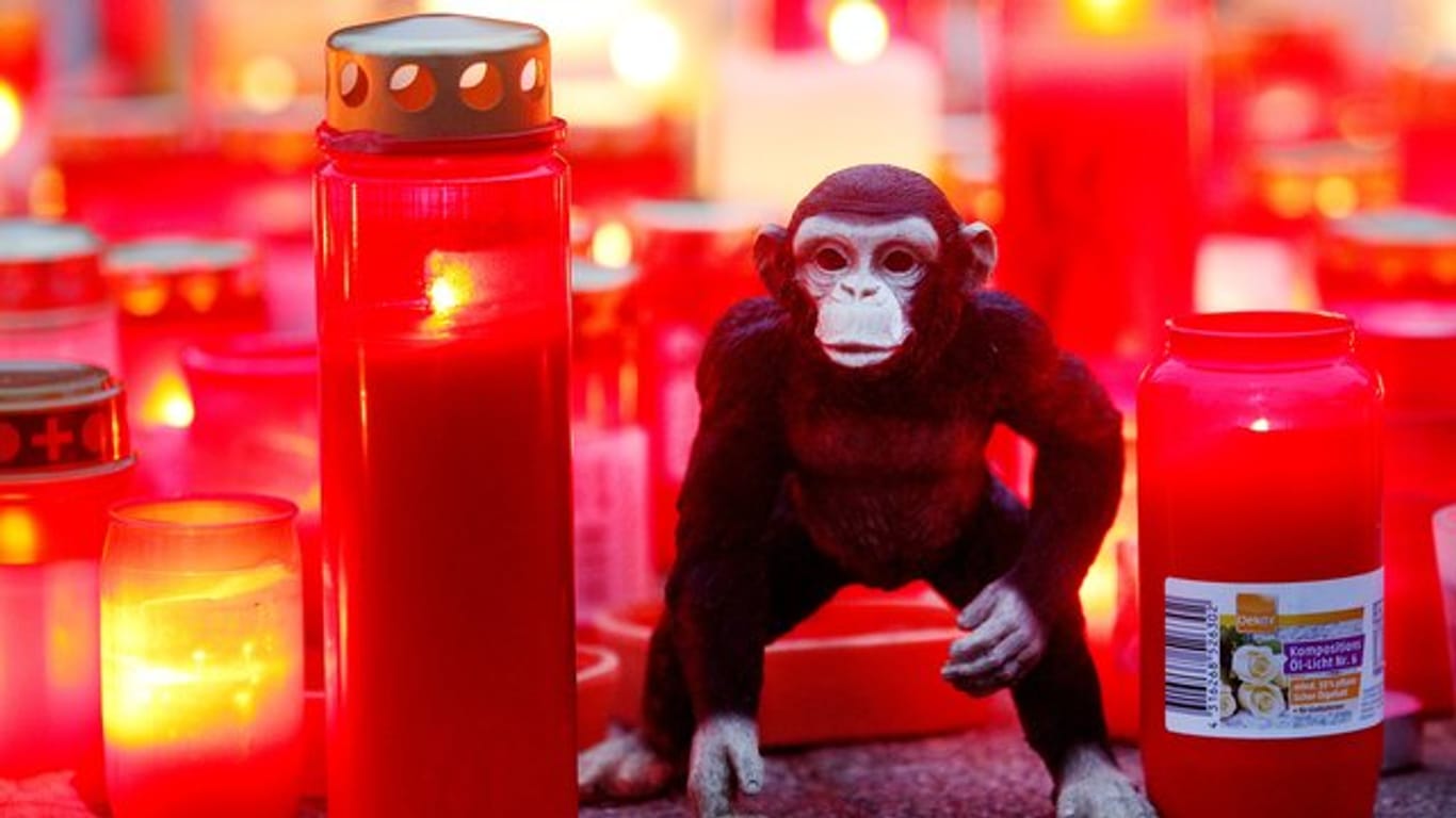 Nach dem Brand im Affenhaus des Krefelder Zoos steht ein Stofftieräffchen neben Trauerkerzen.