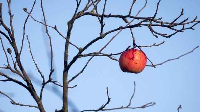 Über Obst am Ast freuen sich Tiere im Winter - doch faulige, verdorrte Äpfel sollte man besser entfernen.