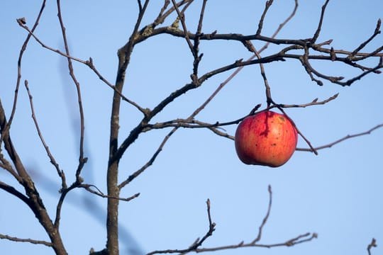 Über Obst am Ast freuen sich Tiere im Winter - doch faulige, verdorrte Äpfel sollte man besser entfernen.