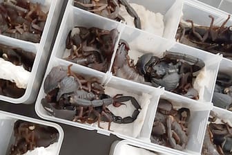 Die sichergestellten Skorpione in einer Plastikbox: Der Zoll befreite die Tiere und brachte sie zurück in die Natur.