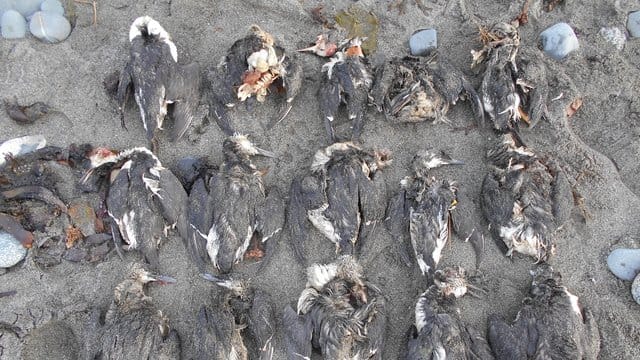 Im Januar 2016 liegen tote Lummen an einem Strand in Alaska: Ungewöhnlich hohe Meerestemperaturen haben zu einem Massensterben geführt.