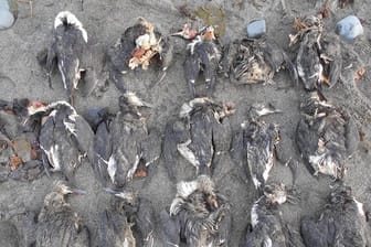 Im Januar 2016 liegen tote Lummen an einem Strand in Alaska: Ungewöhnlich hohe Meerestemperaturen haben zu einem Massensterben geführt.