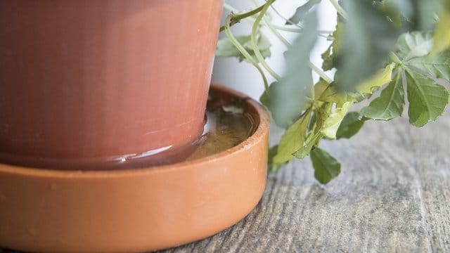 Nässe im Topf: Im Winter steht Pflanzen nur wenig natürliches Licht zu Verfügung, somit wachsen sie nur langsam.