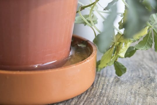 Nässe im Topf: Im Winter steht Pflanzen nur wenig natürliches Licht zu Verfügung, somit wachsen sie nur langsam.