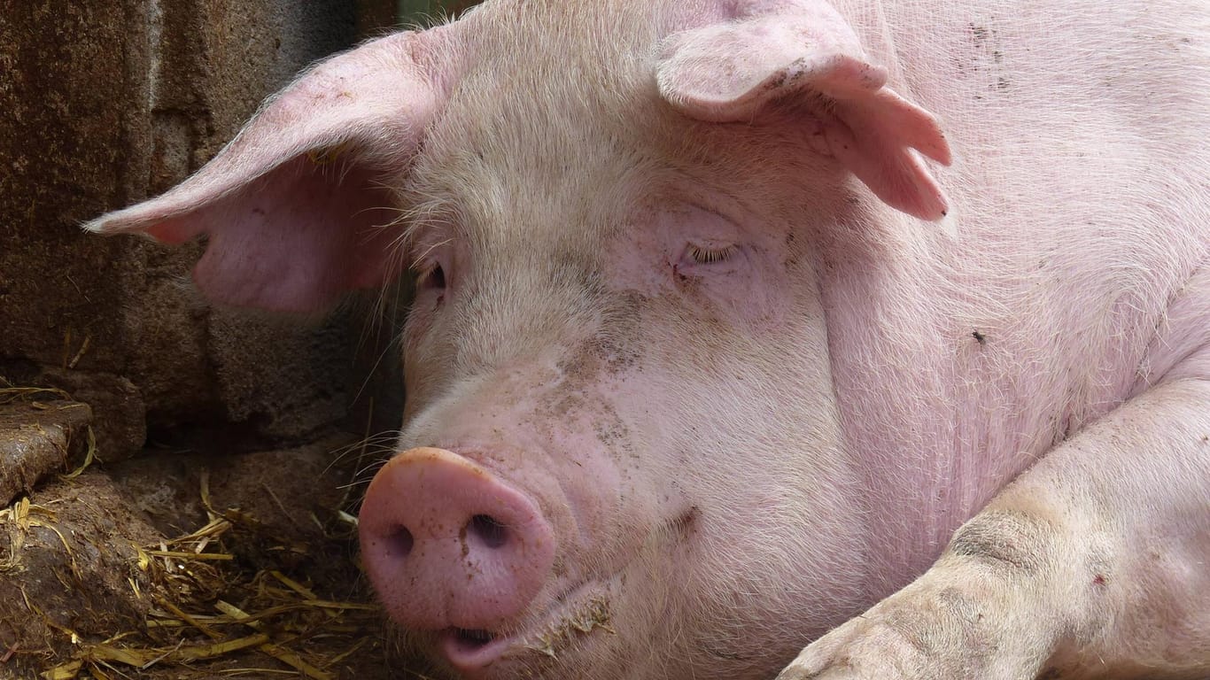 Ein Schwein: In Uruguay landete ein totes Tier im Pool eines Unternehmers. (Symbolbild)