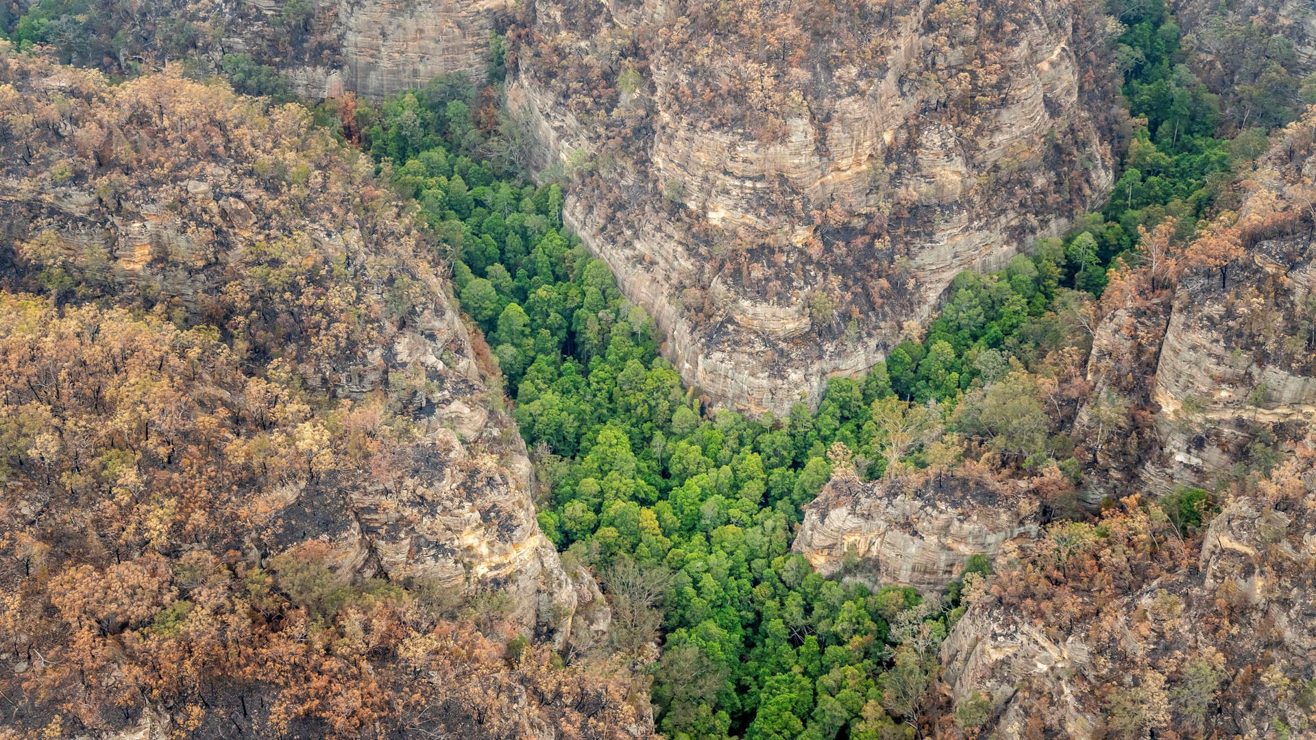 Wollemien in der Unesco-Welterberegion der Blue Mountains: Das Gebiet liegt nordwestlich von Sydney. Wollemien in der Unesco-Welterberegion der Blue Mountains: Das Gebiet liegt nordwestlich von Sydney.