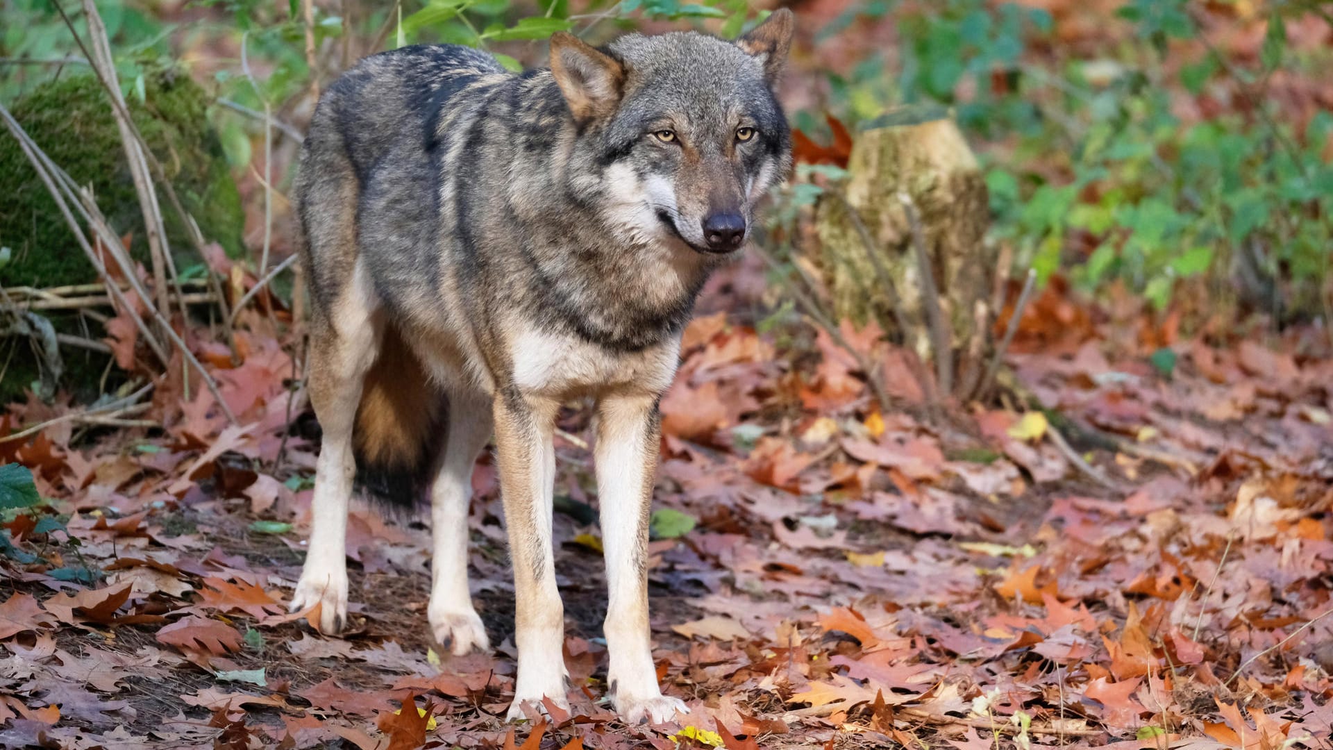 Ein Europäischer Grauwolf steht im Wald (Symbolbild): Auf der A60 bei Mainz wurde ein mutmaßlicher Wolf überfahren.