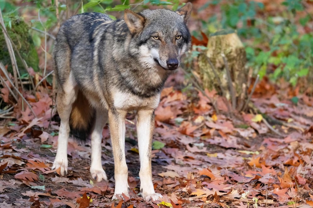 Ein Europäischer Grauwolf steht im Wald (Symbolbild): Auf der A60 bei Mainz wurde ein mutmaßlicher Wolf überfahren.