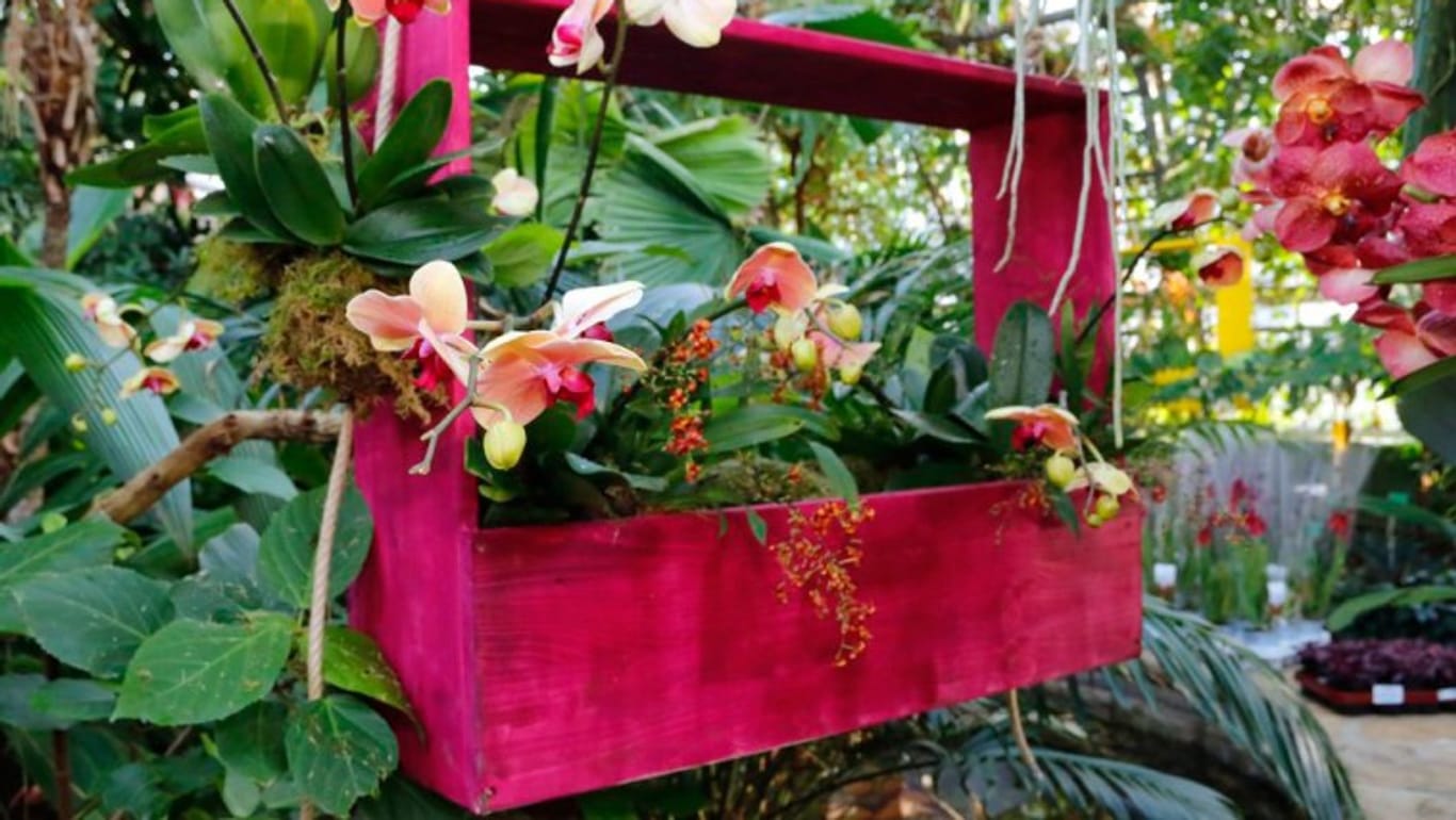 Orchideen in Schaukästen des Tropenhauses: Dr. Knopf und sein Team setzen die Orchideen liebevoll in Szene.