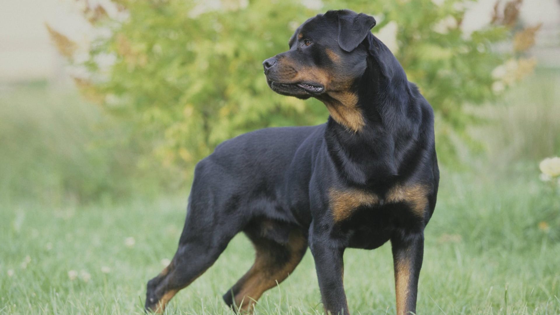 Rottweiler-Rüde (Symbolfoto): Die Verwandte einer Vierjährigen muss sich nach dem Angriff ihres Hundes auf das kleine Mädchen wegen gefährlicher Körperverletzung verantworten.