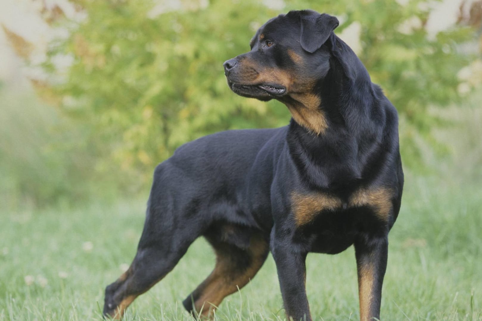 Rottweiler-Rüde (Symbolfoto): Die Verwandte einer Vierjährigen muss sich nach dem Angriff ihres Hundes auf das kleine Mädchen wegen gefährlicher Körperverletzung verantworten.