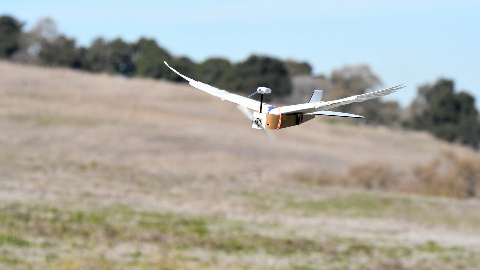 Der "PigeonBot" im Flug: Forscher von der Universität Stanford haben sich Tauben zum Vorbild für diesen Flugroboter genommen.