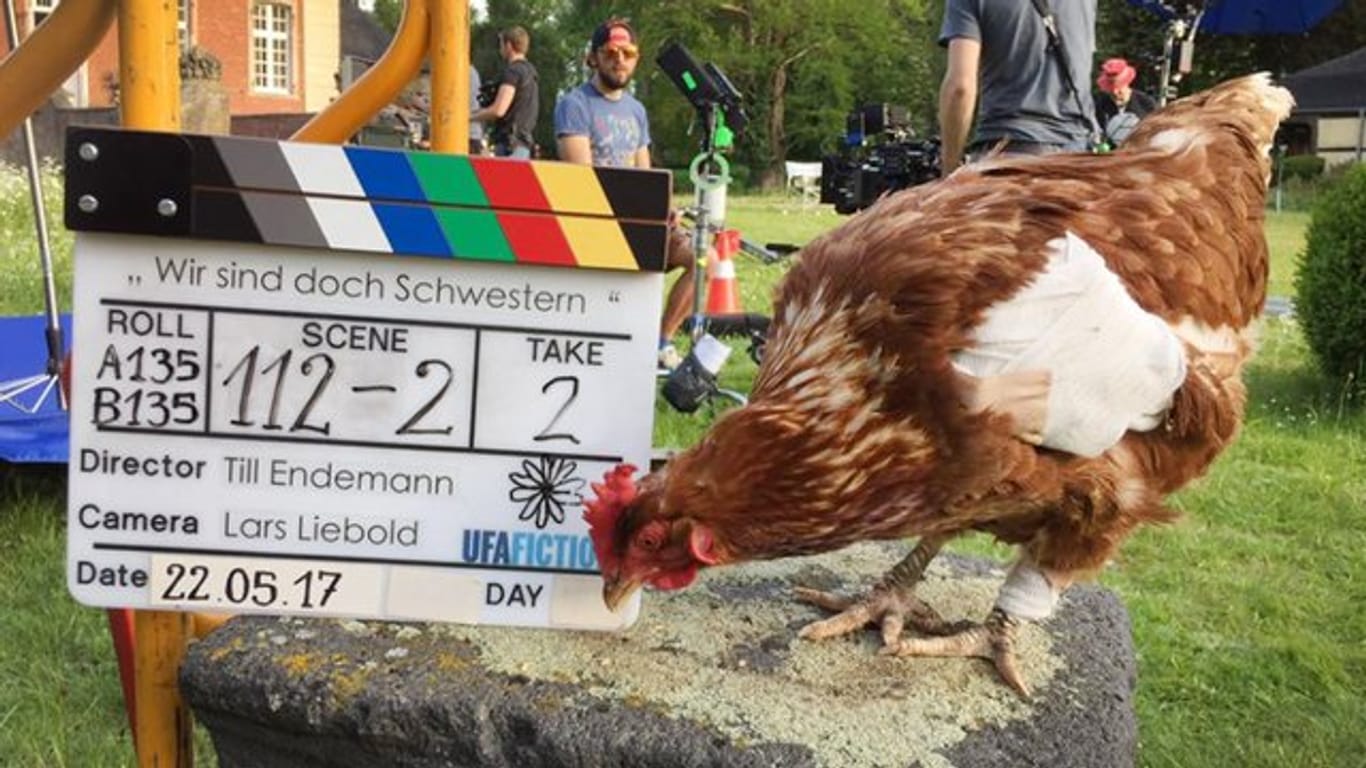 Kein gewöhnliches Huhn: Sieglinde bei Dreharbeiten zu einem Film.