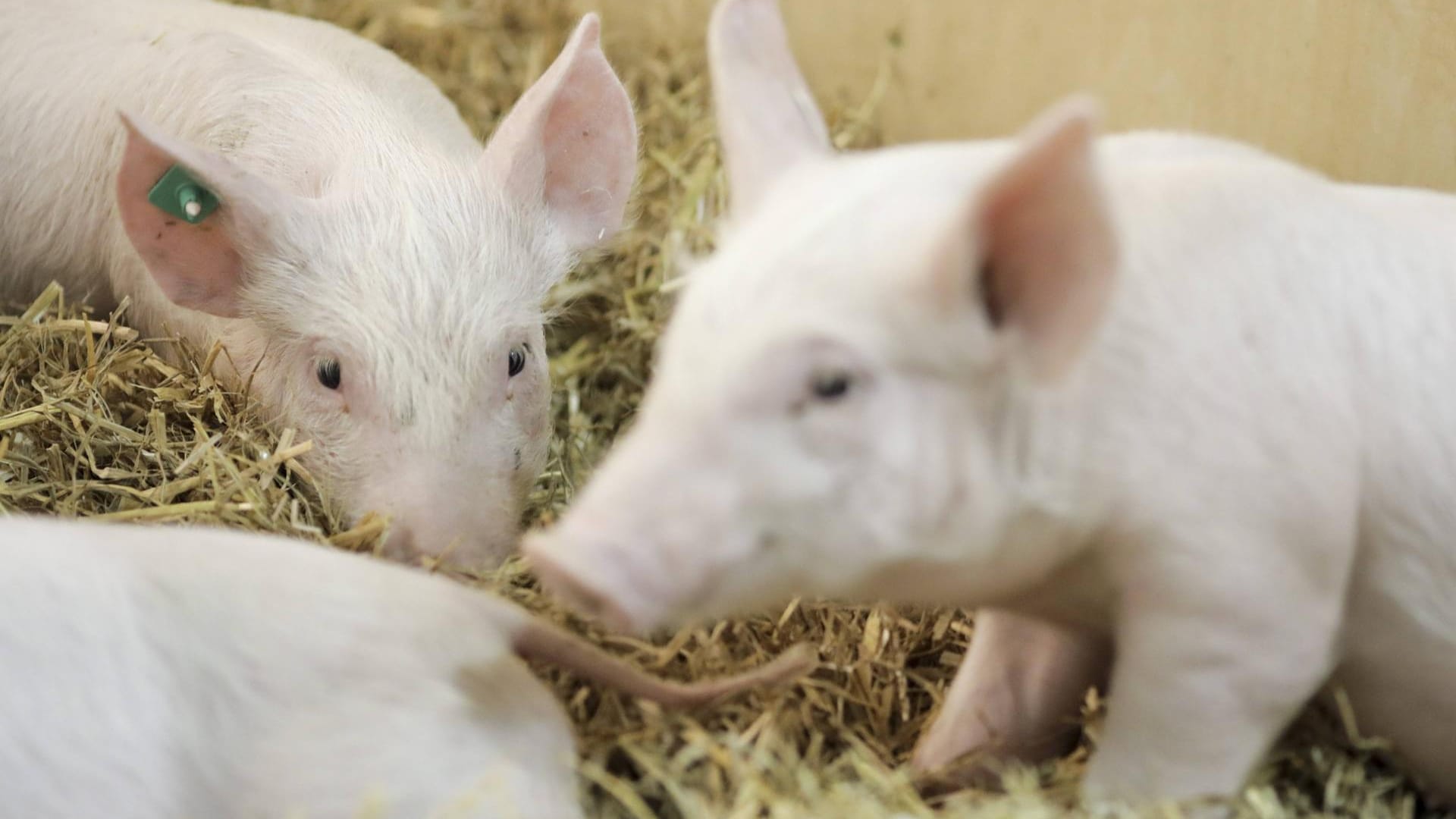 Schweinepest-Alarm auf der Grünen Woche: Aussteller haben in den vergangenen Jahren auch Ferkel in einem Stall gezeigt (Archivbild)