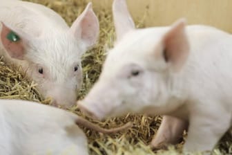 Schweinepest-Alarm auf der Grünen Woche: Aussteller haben in den vergangenen Jahren auch Ferkel in einem Stall gezeigt (Archivbild)