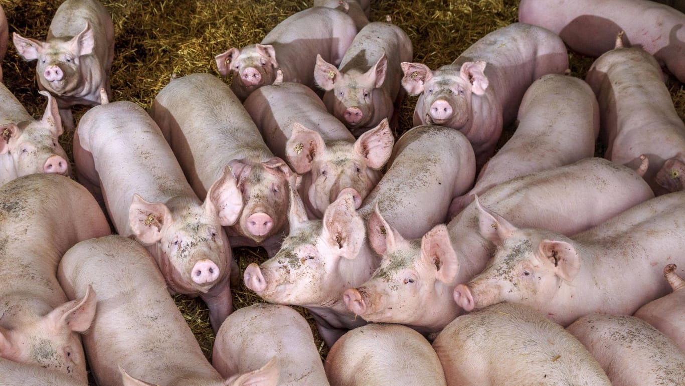 Schweine in einem Stall: In Polen wurde ein Landwirt von seinen eigenen Hausschweinen gefressen.(Symbolbild)
