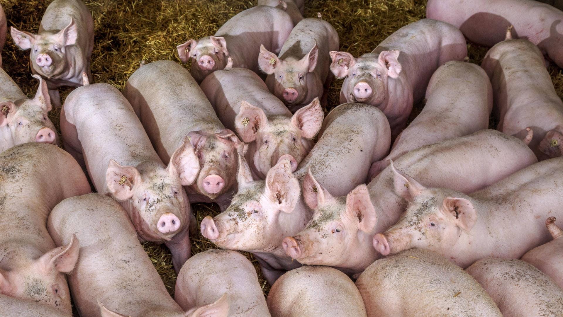 Schweine in einem Stall: In Polen wurde ein Landwirt von seinen eigenen Hausschweinen gefressen.(Symbolbild)