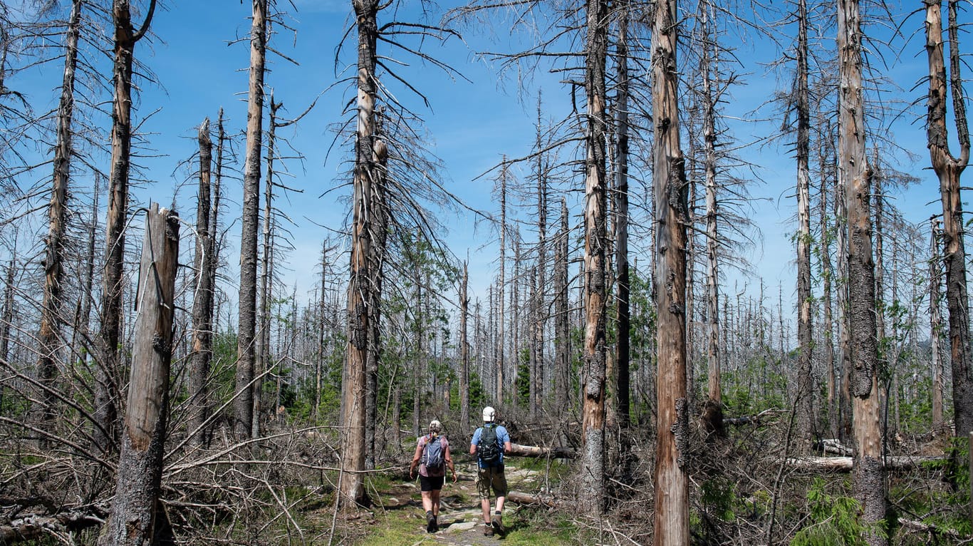 Zwei Wanderer im Harz: Viele Bäume sind aufgrund von Wassermangel und Käferbefall abgestorben – und würden "wie Zunder brennen" (Archivbild).