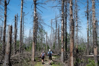Zwei Wanderer im Harz: Viele Bäume sind aufgrund von Wassermangel und Käferbefall abgestorben – und würden "wie Zunder brennen" (Archivbild).