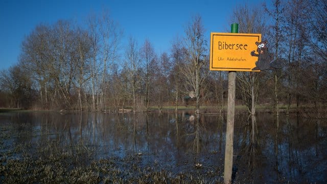 Ein handgemachtes gelbes Ortsschild verweist auf den "Bibersee" in der Nähe des Eppinger Ortsteils Adelshofen. Ein handgemachtes gelbes Ortsschild verweist auf den "Bibersee" in der Nähe des Eppinger Ortsteils Adelshofen.