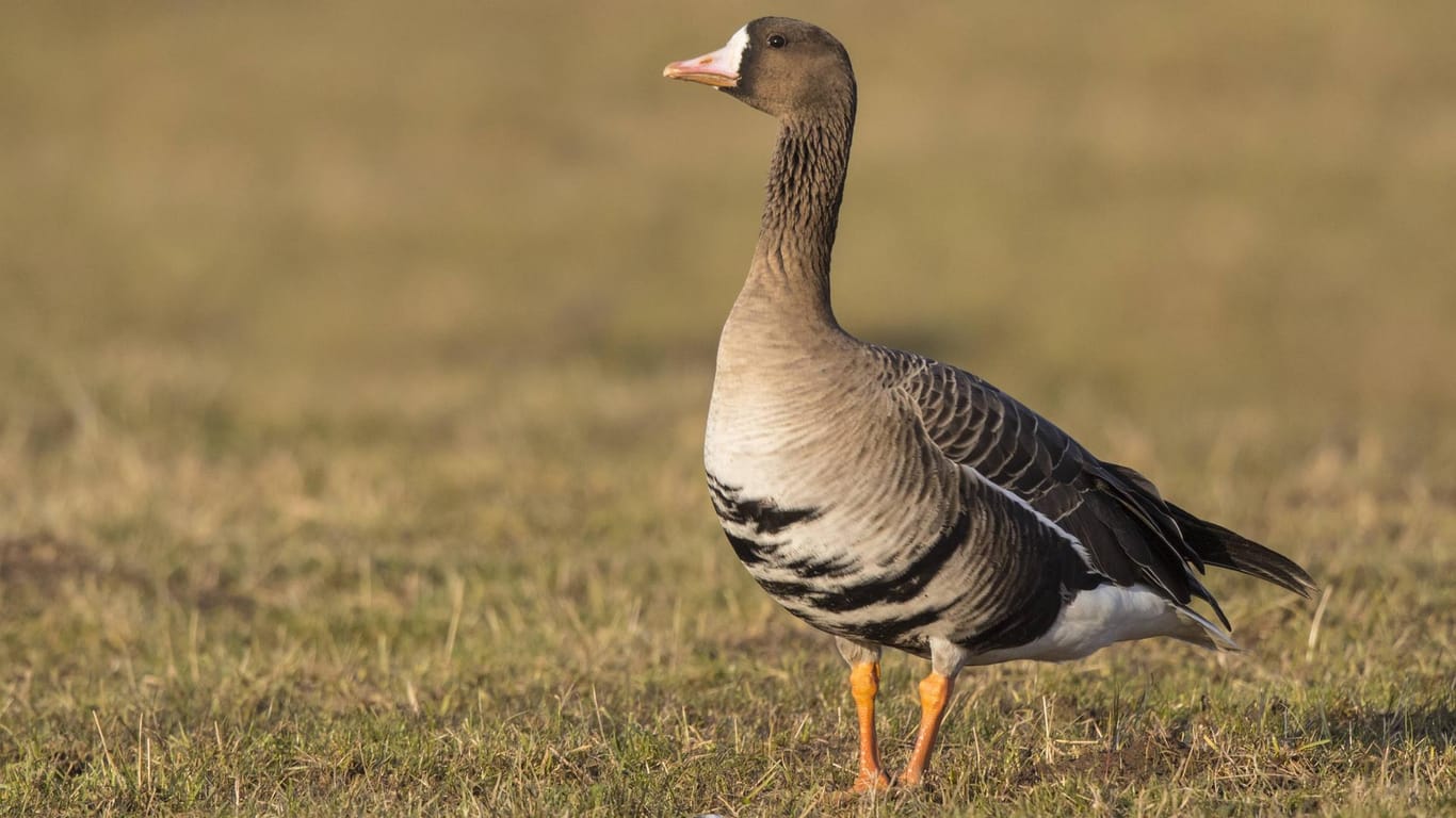 Ein Vogel der Gattung Anser Albifrons – eine sogenannte Blessgans: Ein Vogel wie dieser war mit dem Virus infiziert.