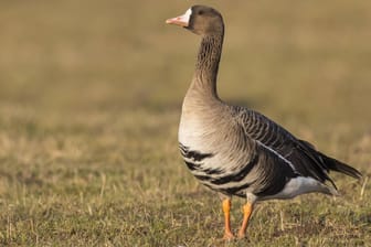 Ein Vogel der Gattung Anser Albifrons – eine sogenannte Blessgans: Ein Vogel wie dieser war mit dem Virus infiziert.