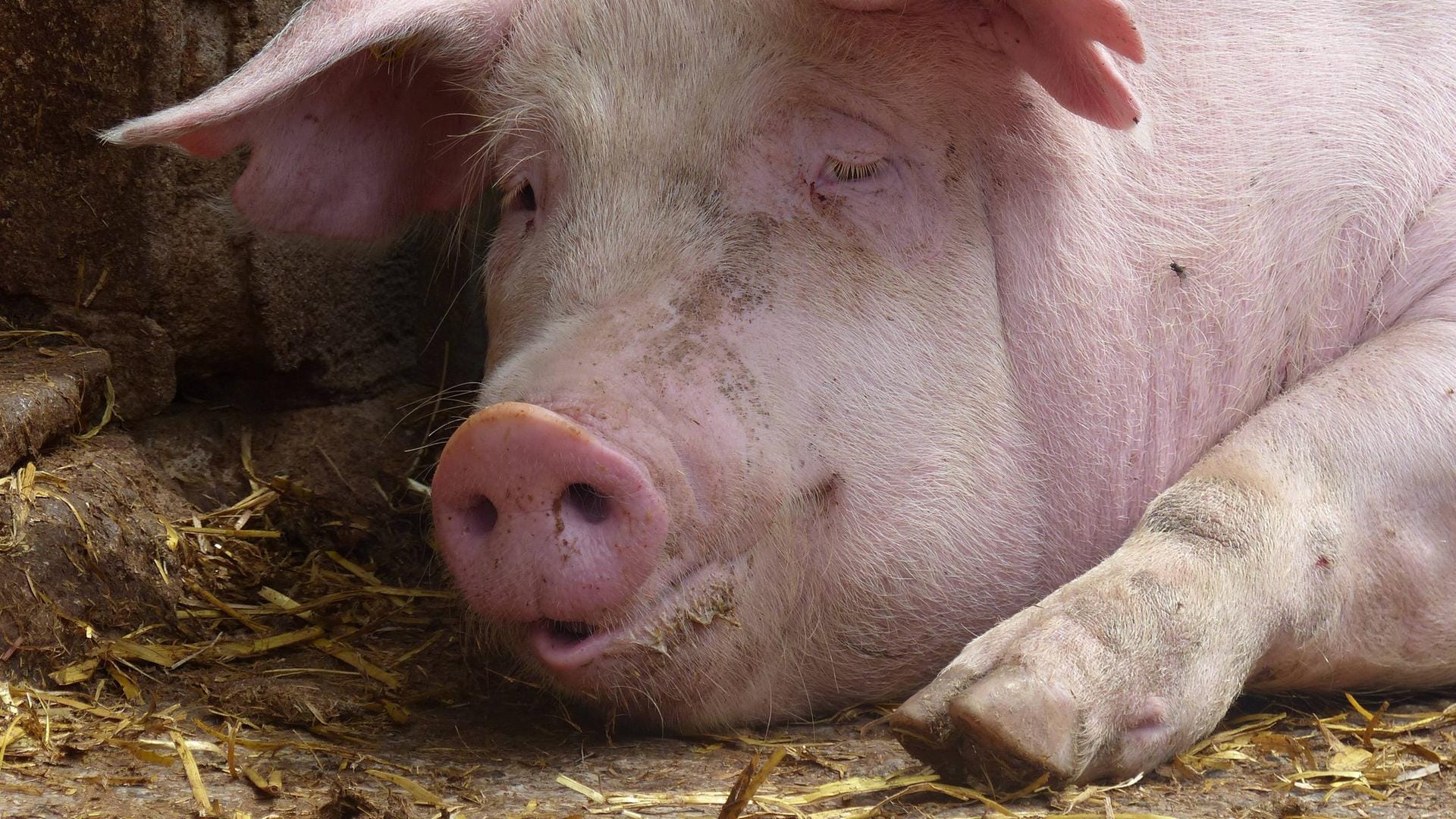 Idee eines Freizeitparks: Das Schwein wurde gefesselt und stürzte in die Tiefe.