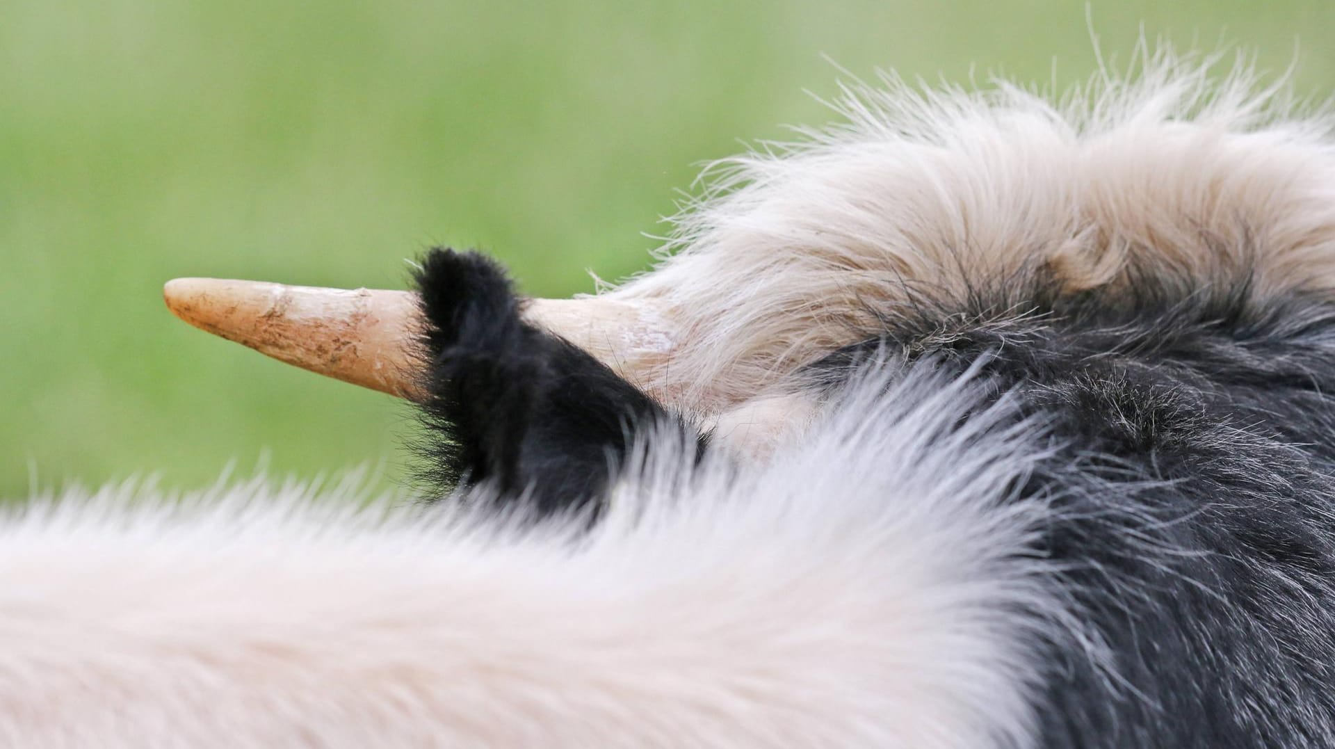 Ohr und Horn einer Kuh: Es ist nicht klar, ob das Horn wirklich von einer Kuh stammte – ein Tier mit fehlendem Horn wurde aber nicht gefunden (Symbolbild). Ohr und Horn einer Kuh: Es ist nicht klar, ob das Horn wirklich von einer Kuh stammte – ein Tier mit fehlendem Horn wurde aber nicht gefunden (Symbolbild).