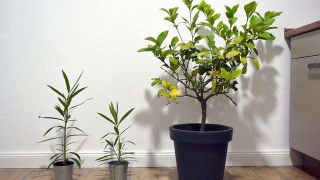 Oleander und Zitronenbäume, die im Haus überwintern, brauchen strenge Ruhe.