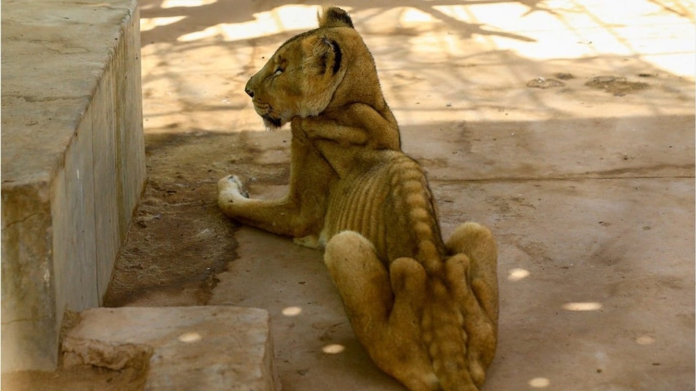 Löwin in Khartum: Eine von drei Löwinnen ist offenbar schon an Unterernährung gestorben.