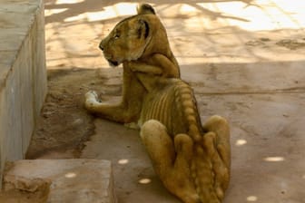 Löwin in Khartum: Eine von drei Löwinnen ist offenbar schon an Unterernährung gestorben.