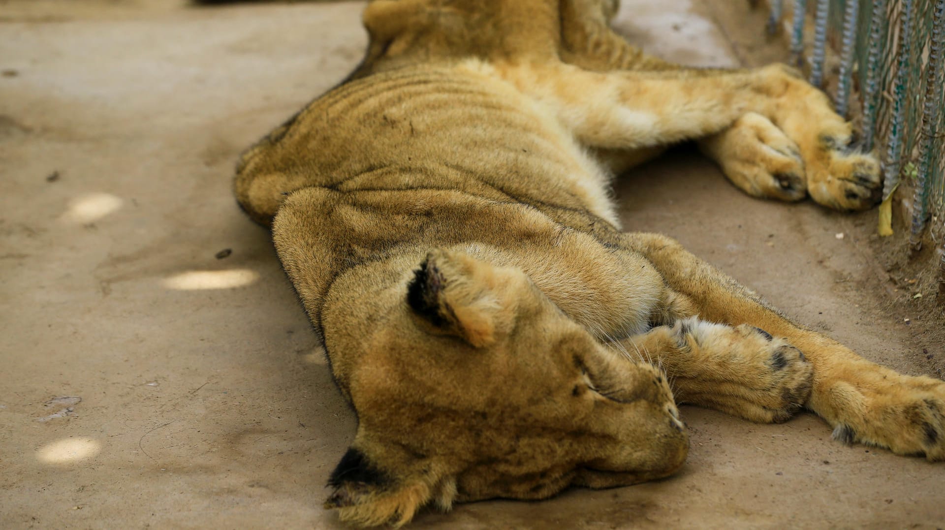 Hungertod hinter Zoo-Gittern