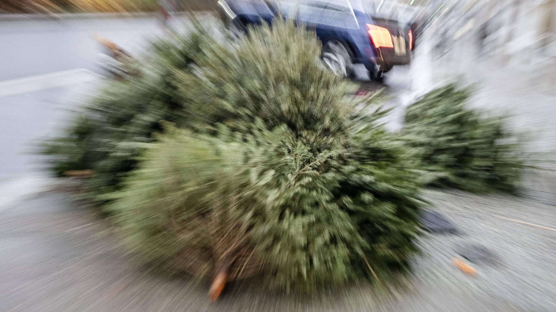 Ausgediente Weihnachtsbäume liegen auf der Straße: In Essen können die Entsorgungsbetriebe direkt angerufen werden, um die alten Tannen zu melden. Ausgediente Weihnachtsbäume liegen auf der Straße: In Essen können die Entsorgungsbetriebe direkt angerufen werden, um die alten Tannen zu melden.